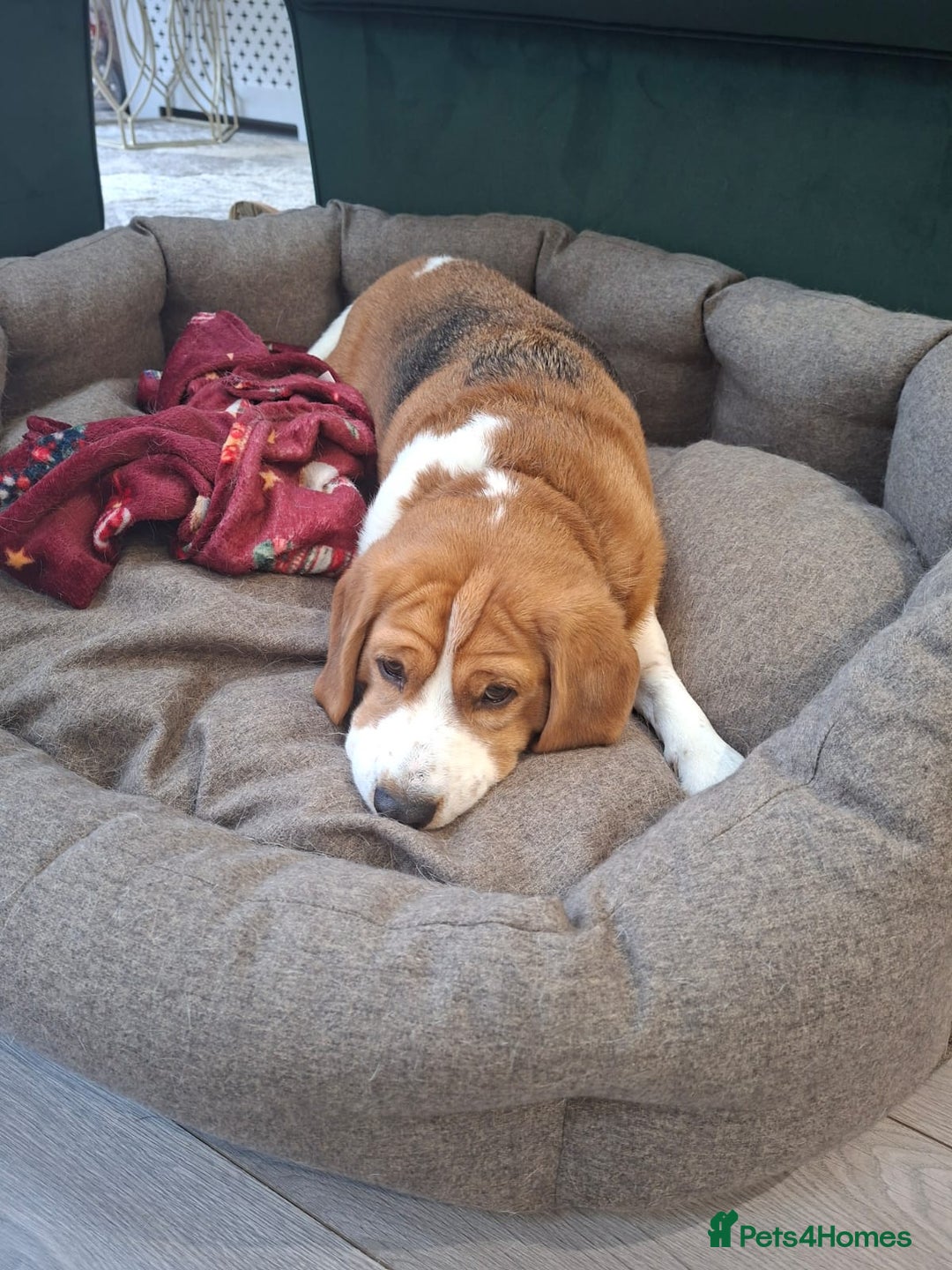 Beagle dogs for sale: Beagle (Tri Colour) M 3yo - Advert 1