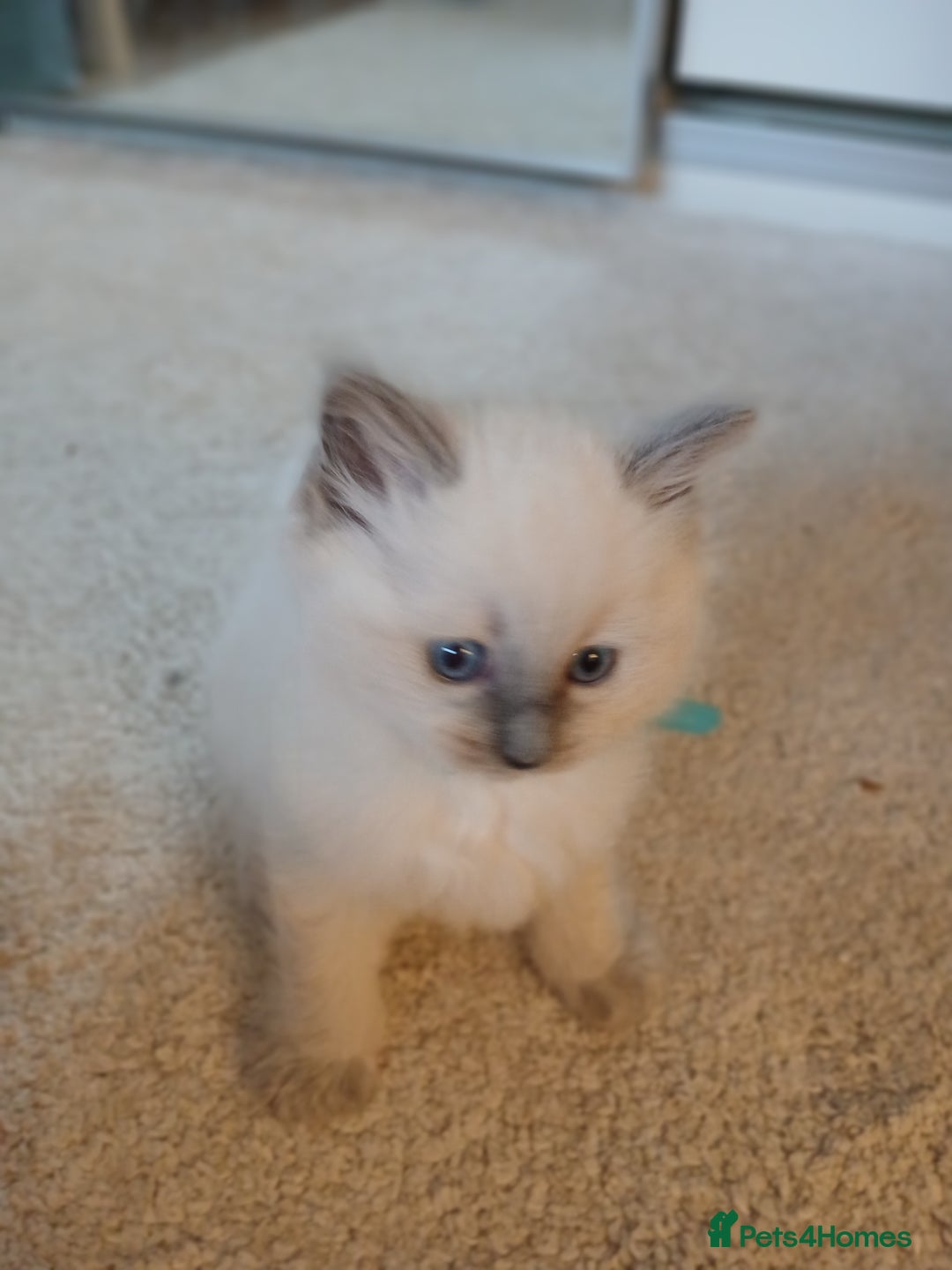 Ragdoll cats for sale: 6 Adorable 1/2 Pedigree Ragdoll Kittens 💗  - Advert 24