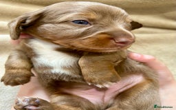 Miniature Dachshund dogs for sale: Stunning Kc Reg Long Hair Mini Dachshund puppies  - Image 5