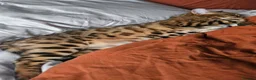 Bengal cats for sale: A very special home wanted for Astrid in Salford - Advert 14