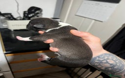 Mixed Breed dogs for sale: Blue american bulldog X belgian malinois - Image 4