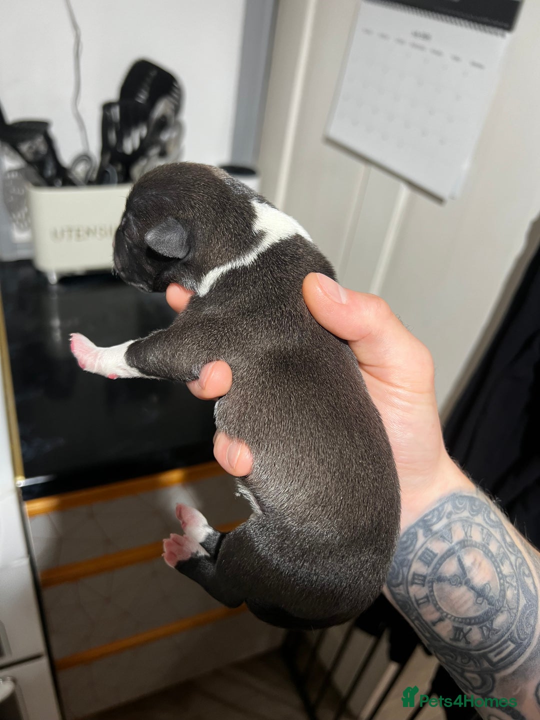 Mixed Breed dogs for sale: Blue american bulldog X belgian malinois - Image 4