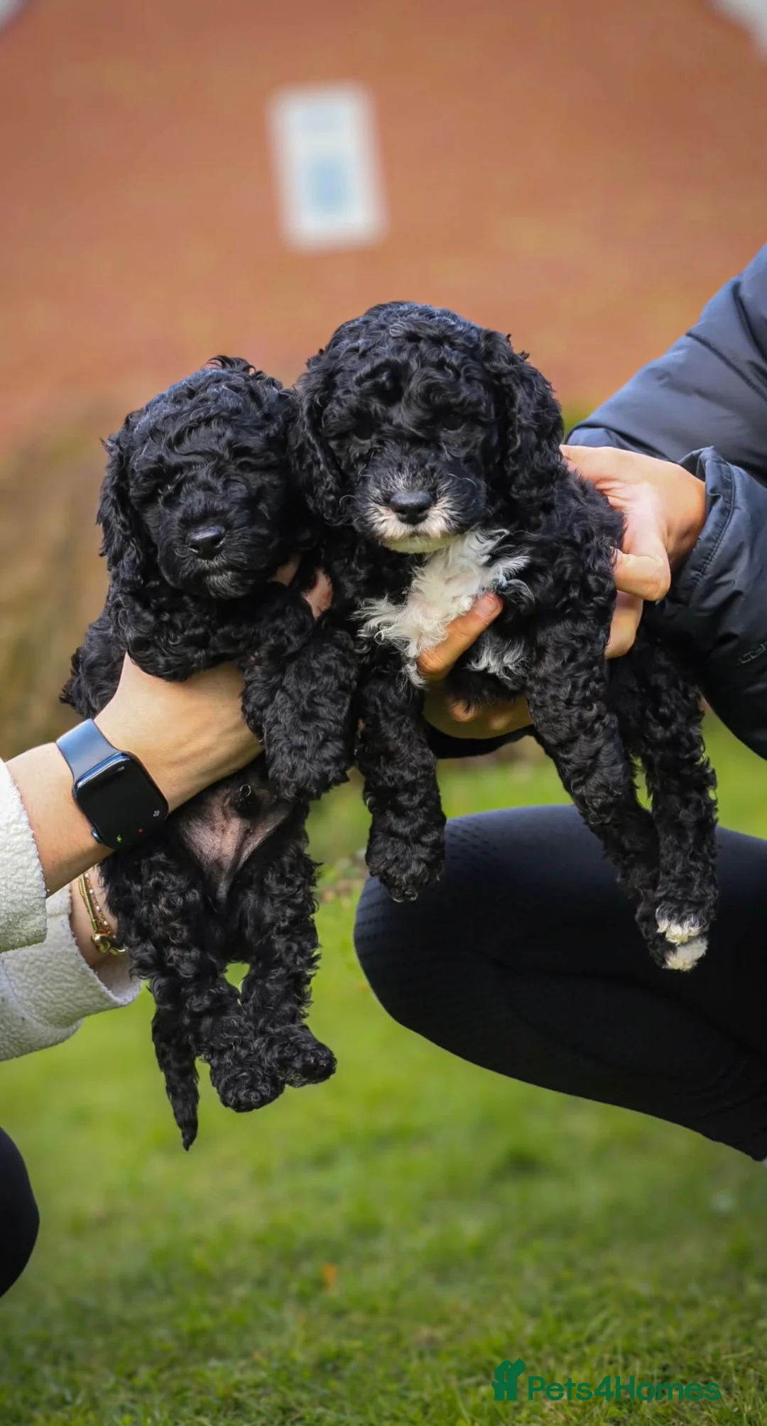 Cockapoo dogs for sale: 2 male cockapoo puppies in Montgomery - Advert 1