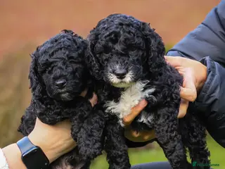 Cockapoo dogs 2 male cockapoo puppies - Advert 1