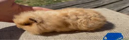 Guinea Pig rodents for sale: Beautiful baby guinea pigs. Golden, FUNKY, Swiss - Advert 6