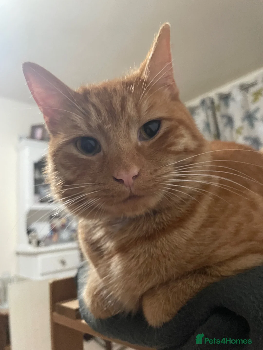 Mixed Breed cats for sale: Beautiful Boy Looking For a Loving New Home ❤️ - Advert 2