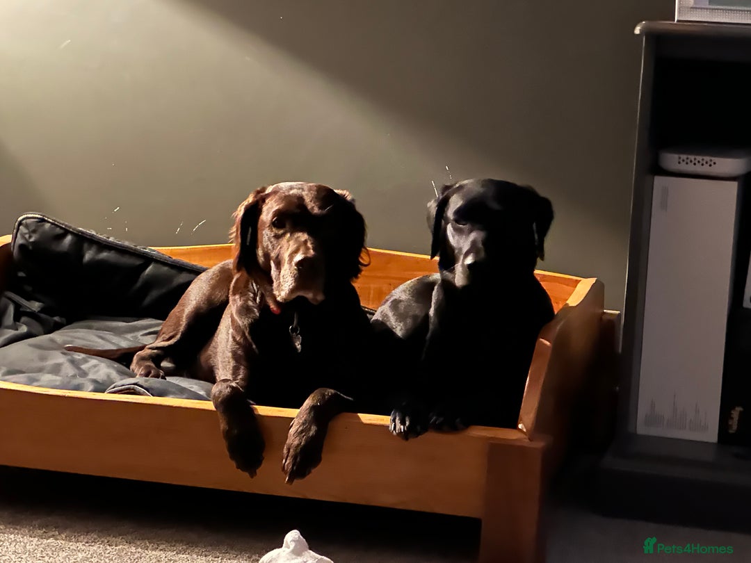 Springador dogs for sale: 4 Male Labrador available - Advert 20