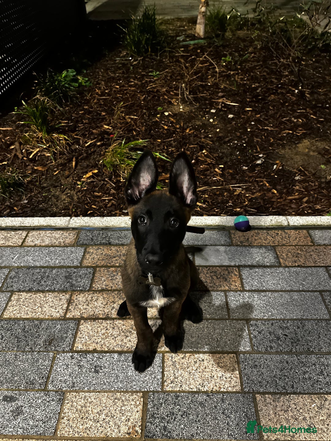 Belgian Shepherd Dog dogs for sale: Belgium malanios  - Advert 3