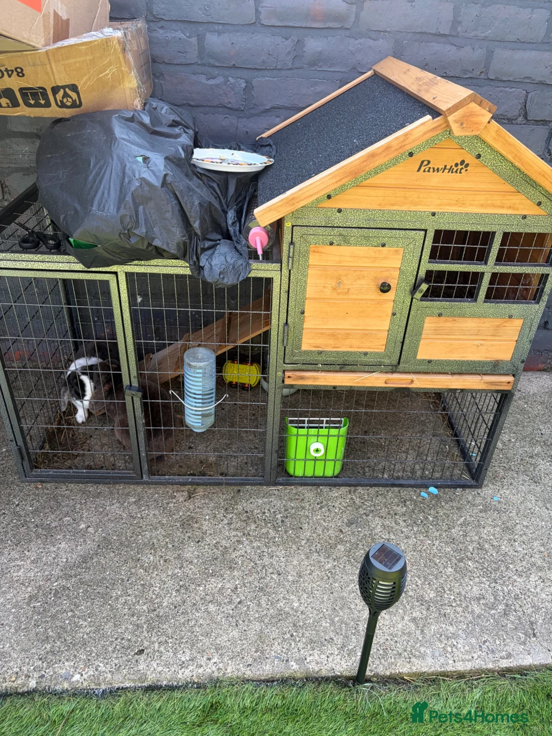Mini Lop rabbits for sale: Mini lop rabbits for sale come with everything - Advert 6