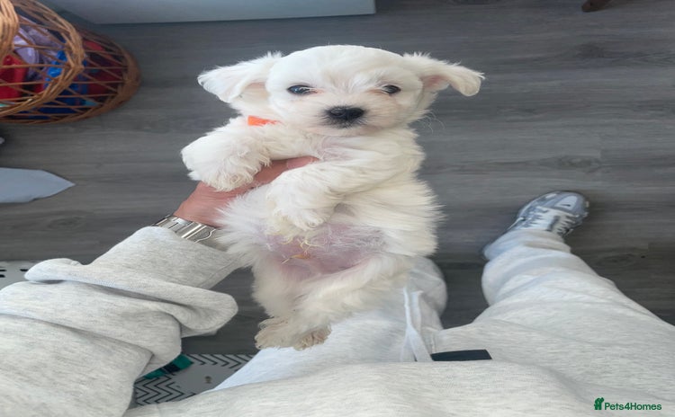 Maltese dogs - Advert 1