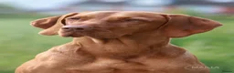 Hungarian Vizsla dogs for sale: High Quality Hungarian Vizsla Puppies - 2 boys - Advert 21