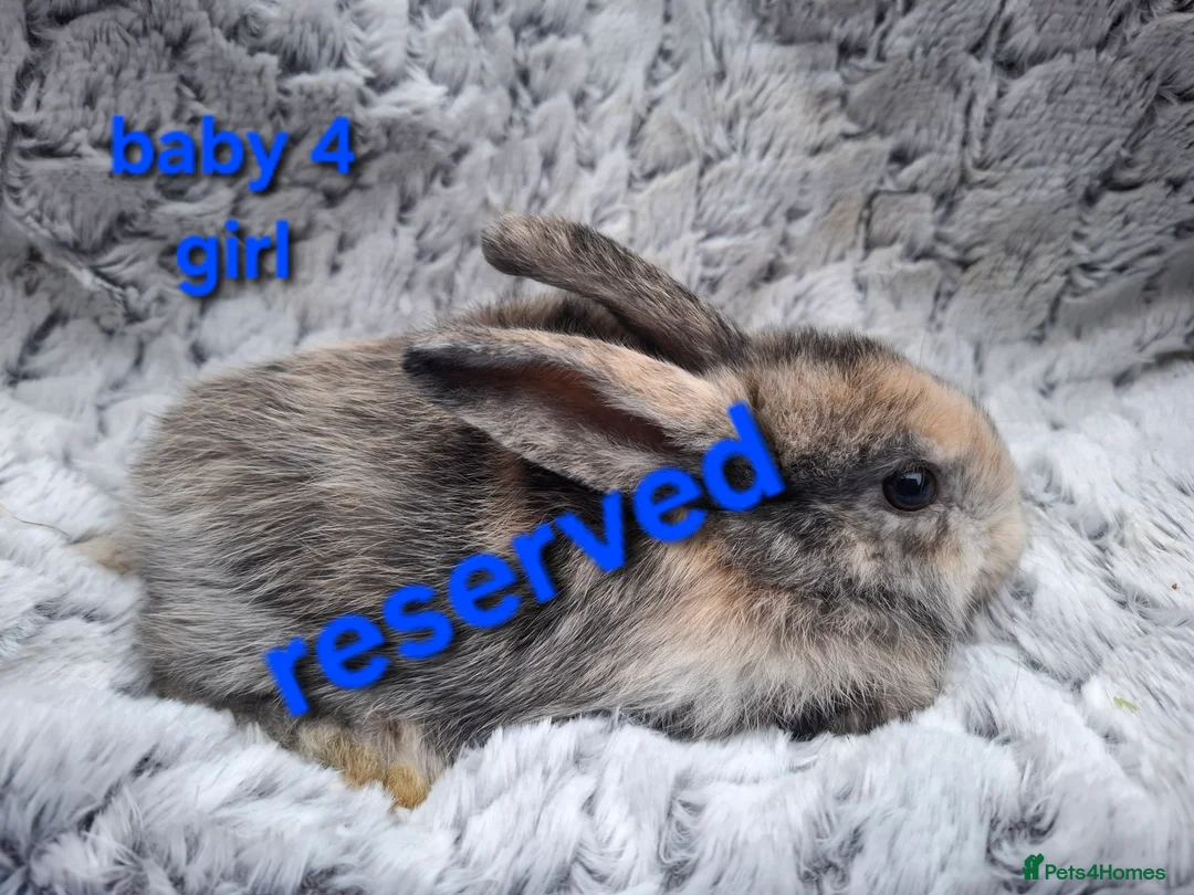Mixed Breed rabbits for sale: Mix breeds babies. See all photos - Advert 11