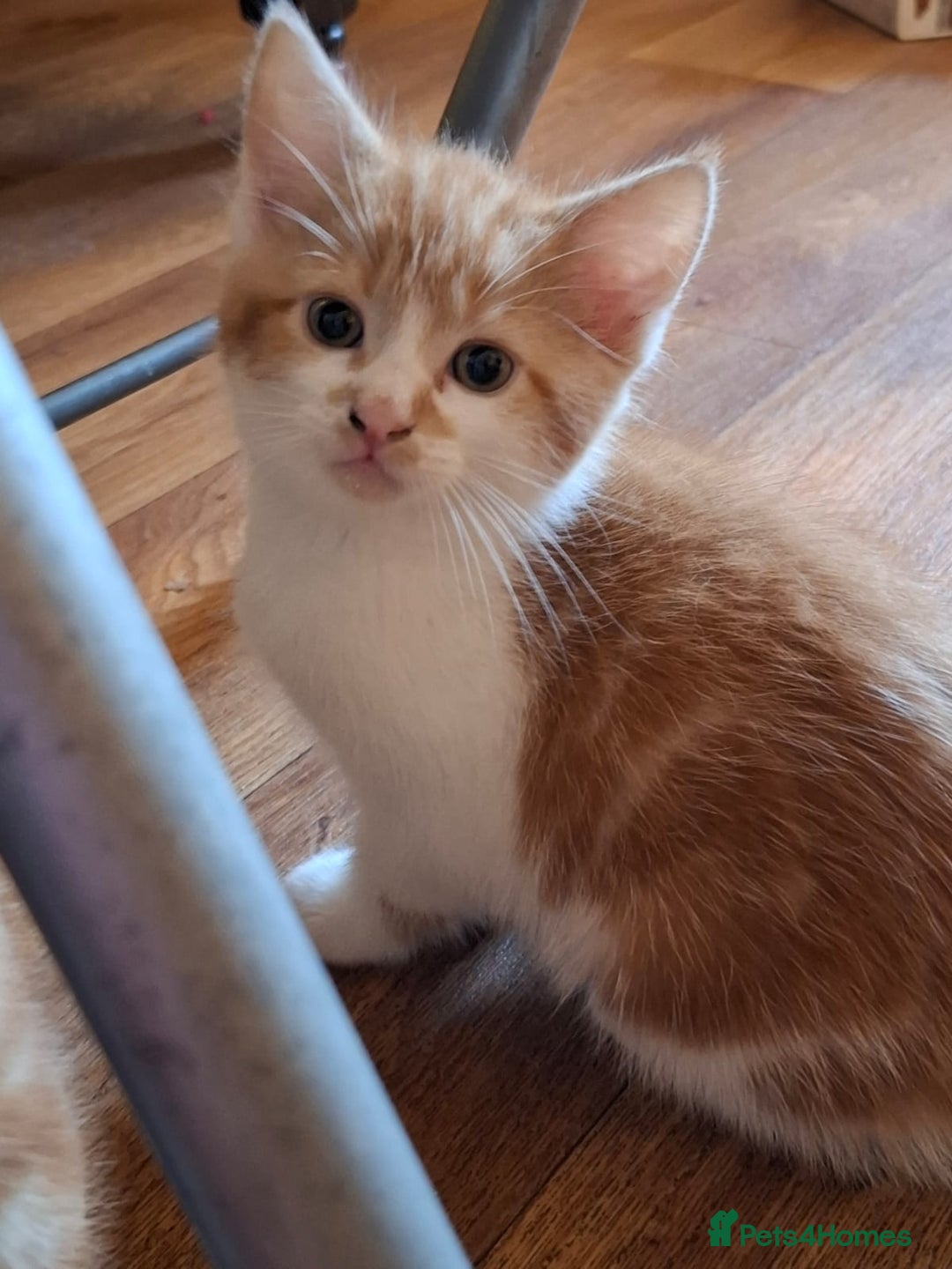 Mixed Breed cats for sale: 2 beautiful kittens - Image 11