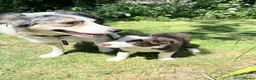 Border Collie dogs for sale: Litter of three striking Border Collie puppies  in Witney - Advert 19