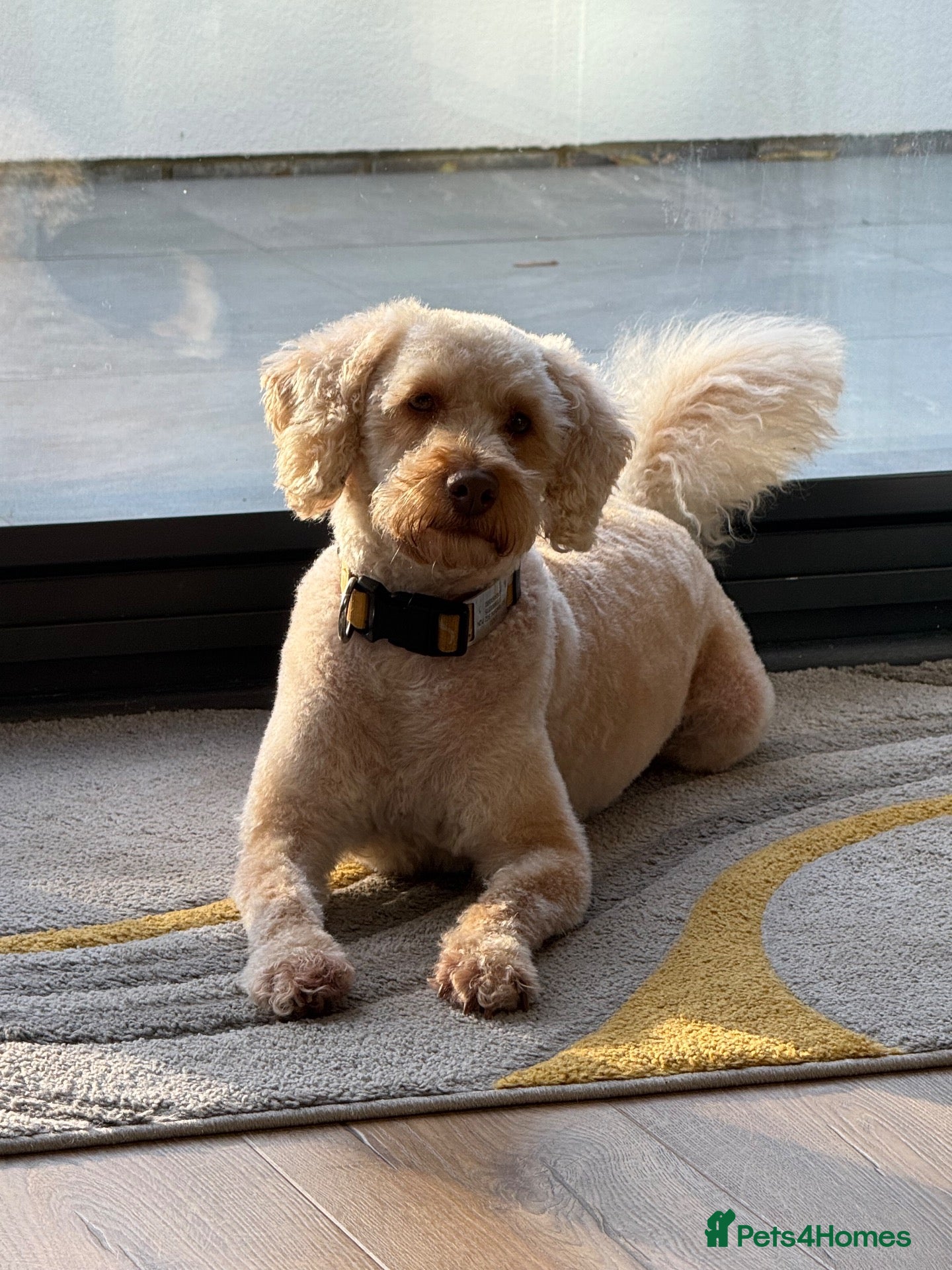 Miniature Poodle dogs Stud - Enzo - Miniature Labradoodle  - Advert 8