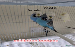 Budgerigars birds for sale: Budgies  and Cockatiel for sale  - Image 9