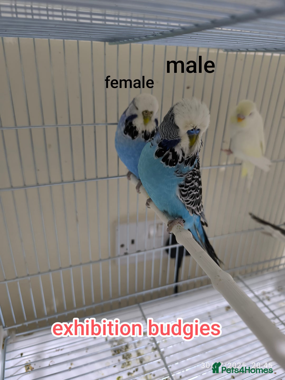 Budgerigars birds for sale: Budgies  and Cockatiel for sale  - Image 9
