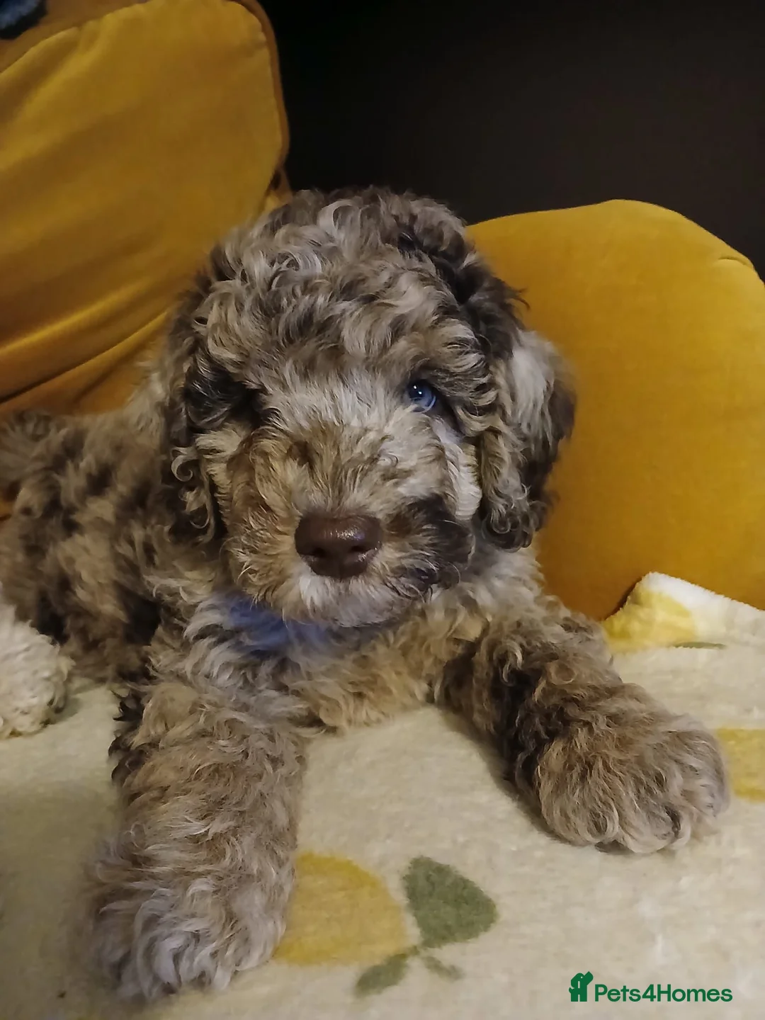 Mixed Breed dogs for stud: Loving, intelligent mini merle labradoodle stud in Sidmouth - Advert 10