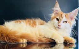 Maine Coon cats for sale: Maine Coon Kittens  - Image 1