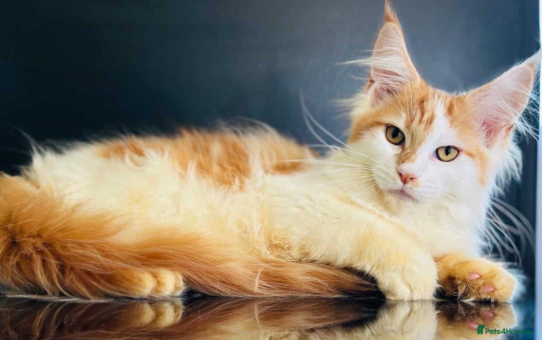 Maine Coon cats for sale: Maine Coon Kittens  - Image 1