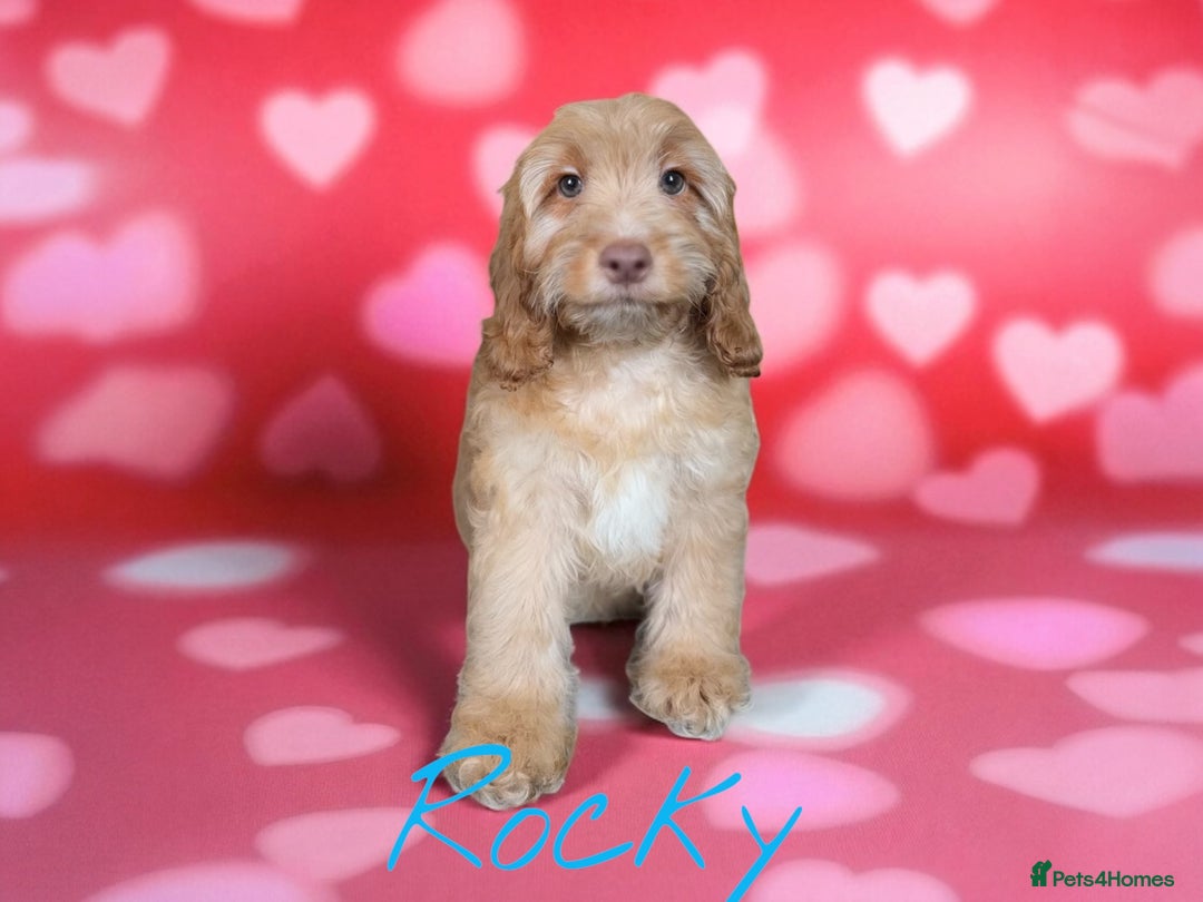 Cockapoo dogs for sale: ⭐️REDUCED⭐️READY NOW⭐️beautiful DNA clear F1 - Image 5