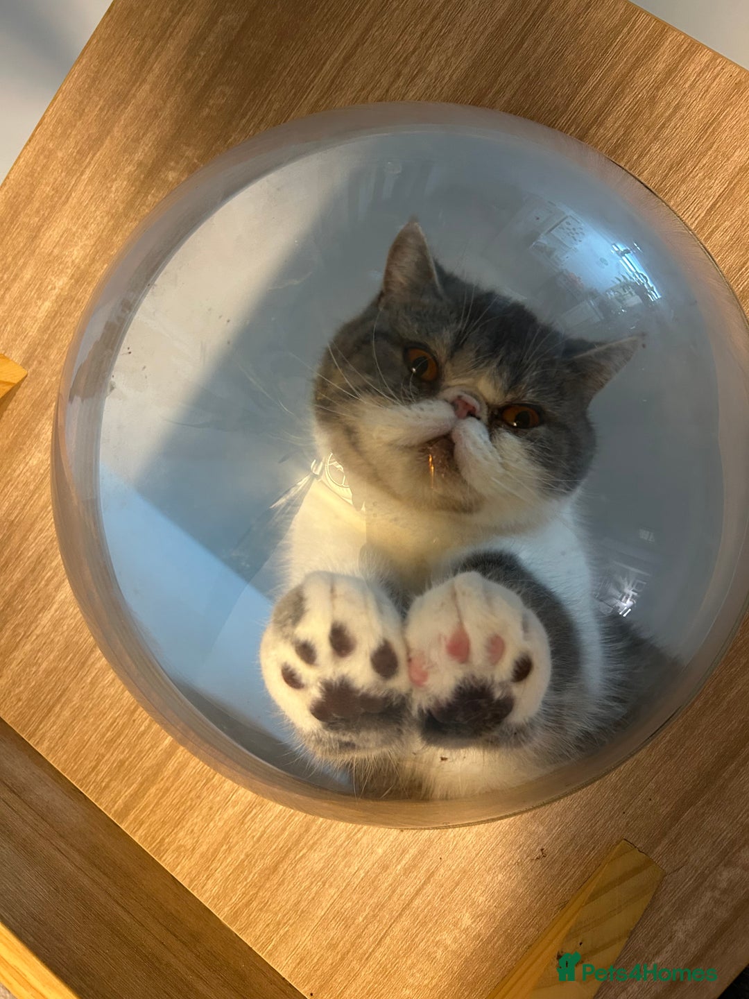 Exotic cats for sale: SOLD!! - Advert 15