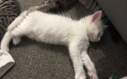 Turkish Angora cats for sale: Turkish angora kittens  - Image 11