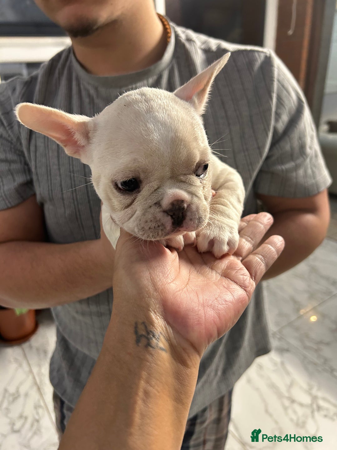 French Bulldog dogs for sale: 3 Extremely beautiful French bull terriers kc reg  - Advert 12