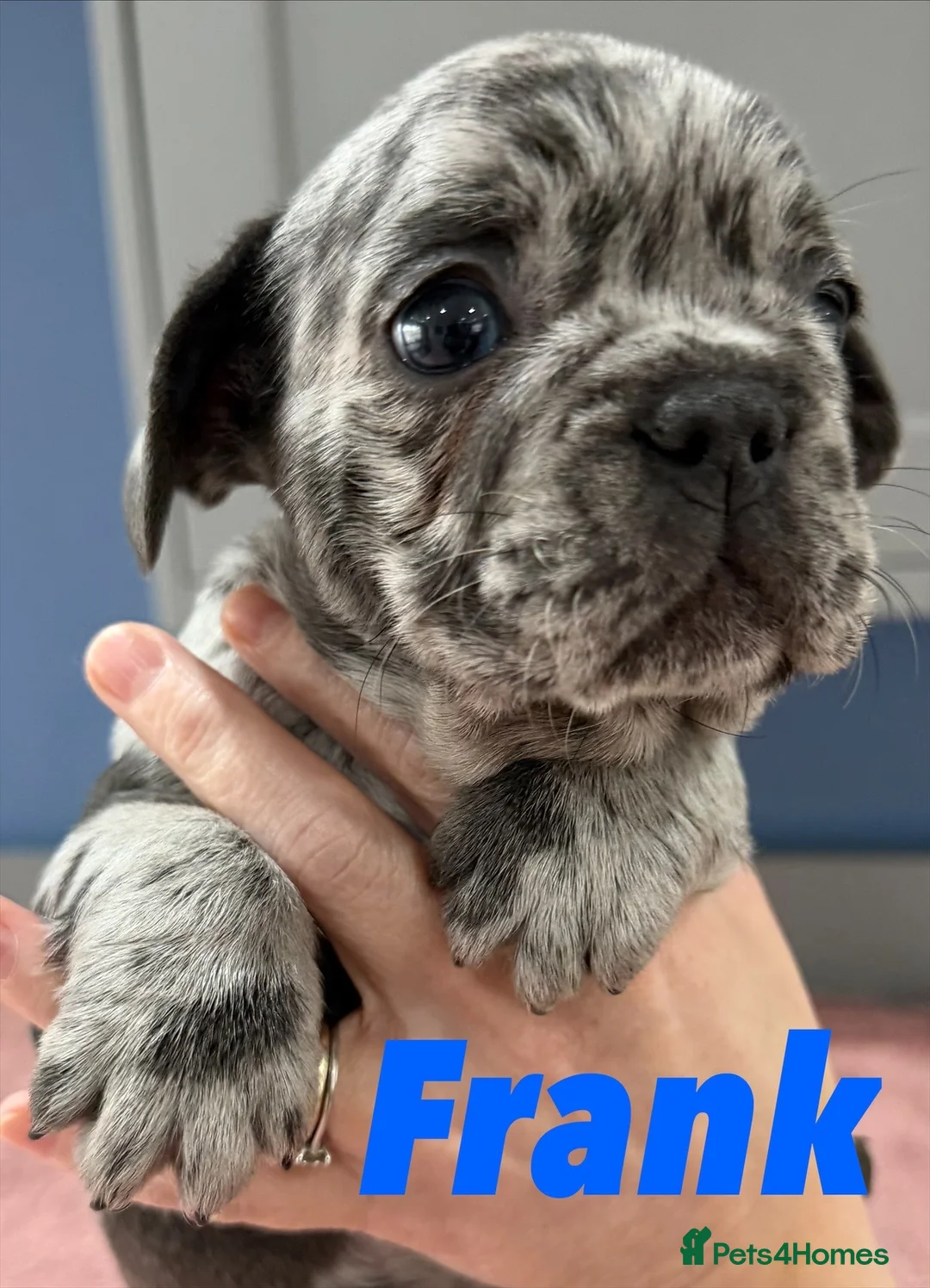 French Bulldog dogs for sale: French bulldog puppies - ready end of feb - Advert 13
