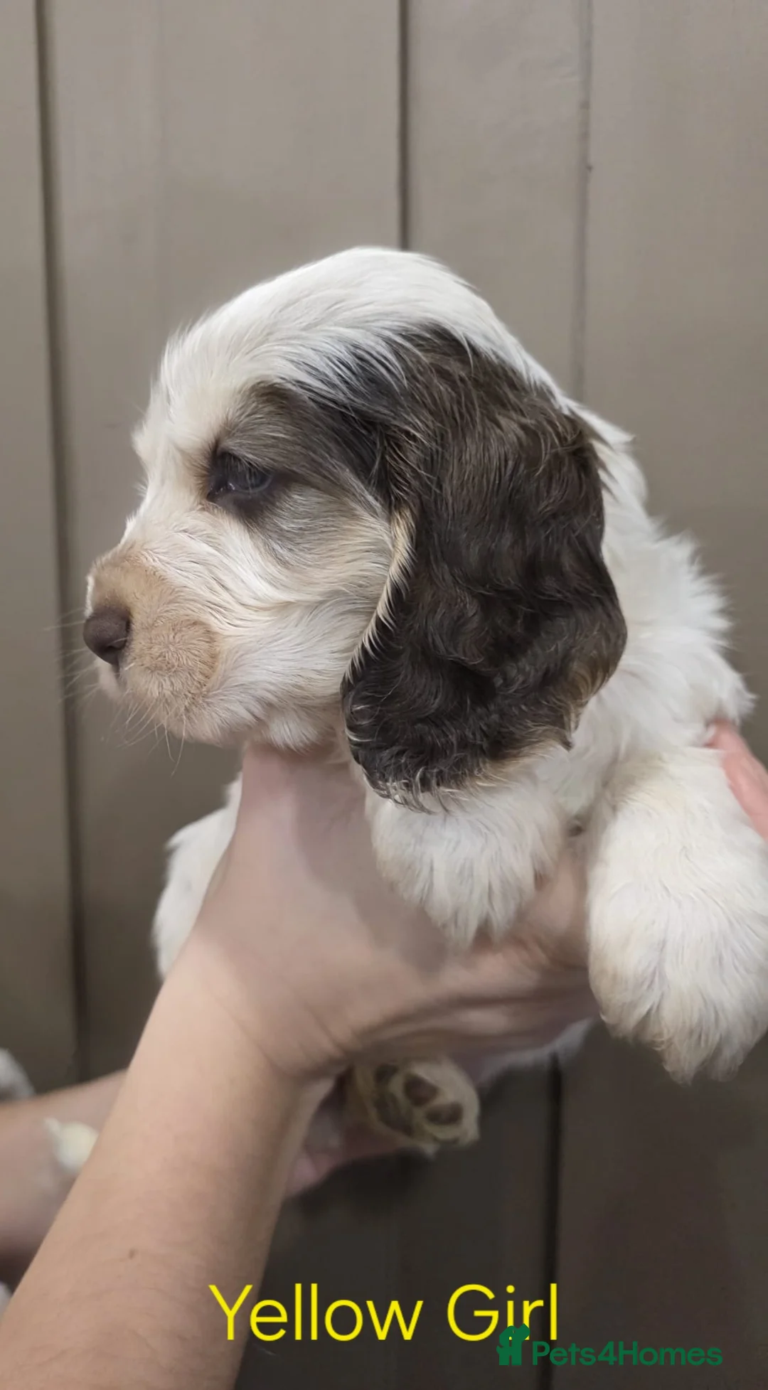 Cocker Spaniel dogs for sale: Show Type Cocker Spaniels Ready to leave now - Advert 29