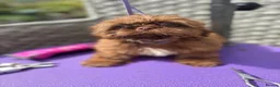 Shih Tzu dogs for sale:  Ready Now KC & DNA Health Tested - Advert 7
