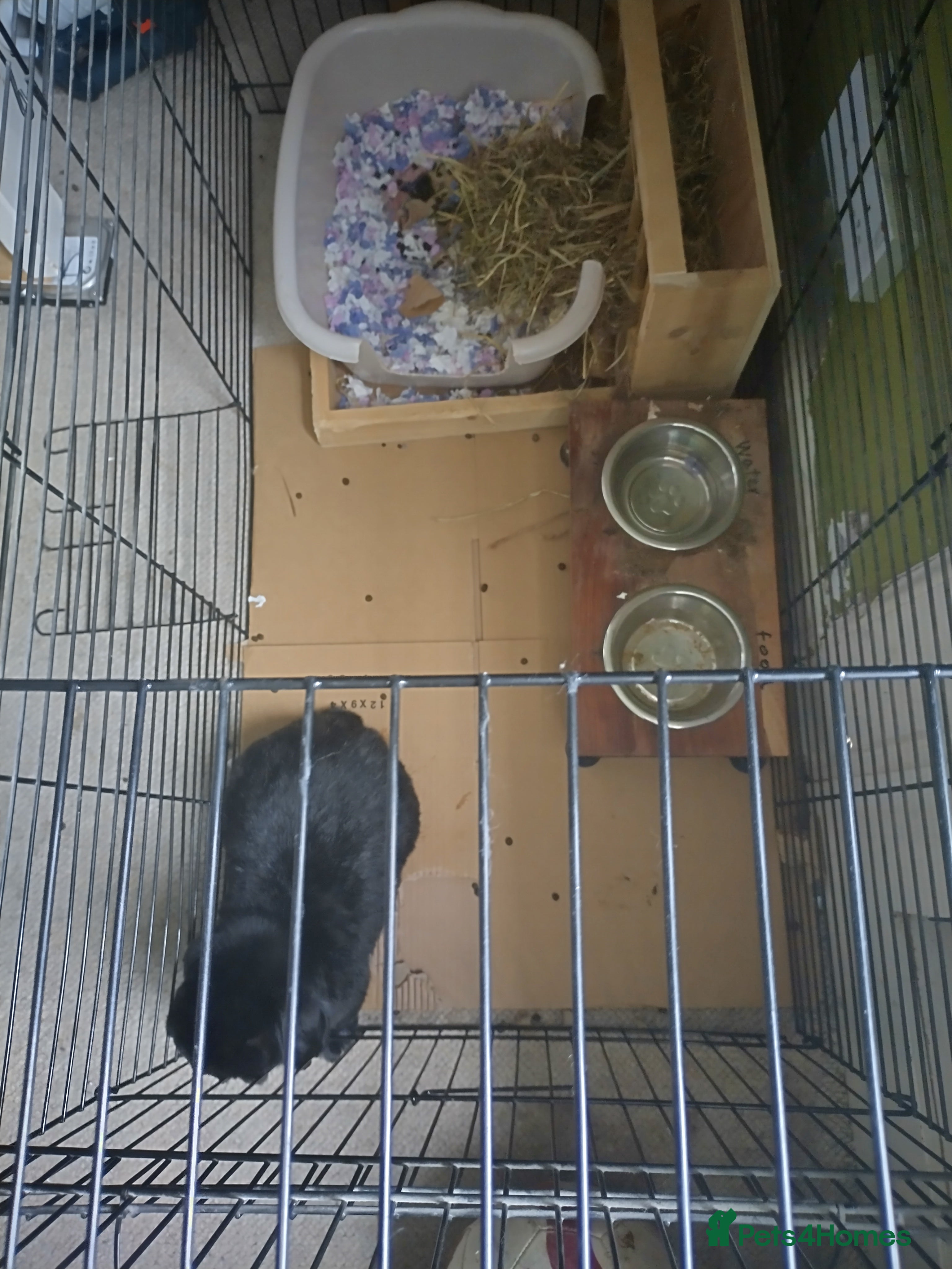 Mini Lop rabbits Black Mimi lop  in Edinburgh - Advert 1