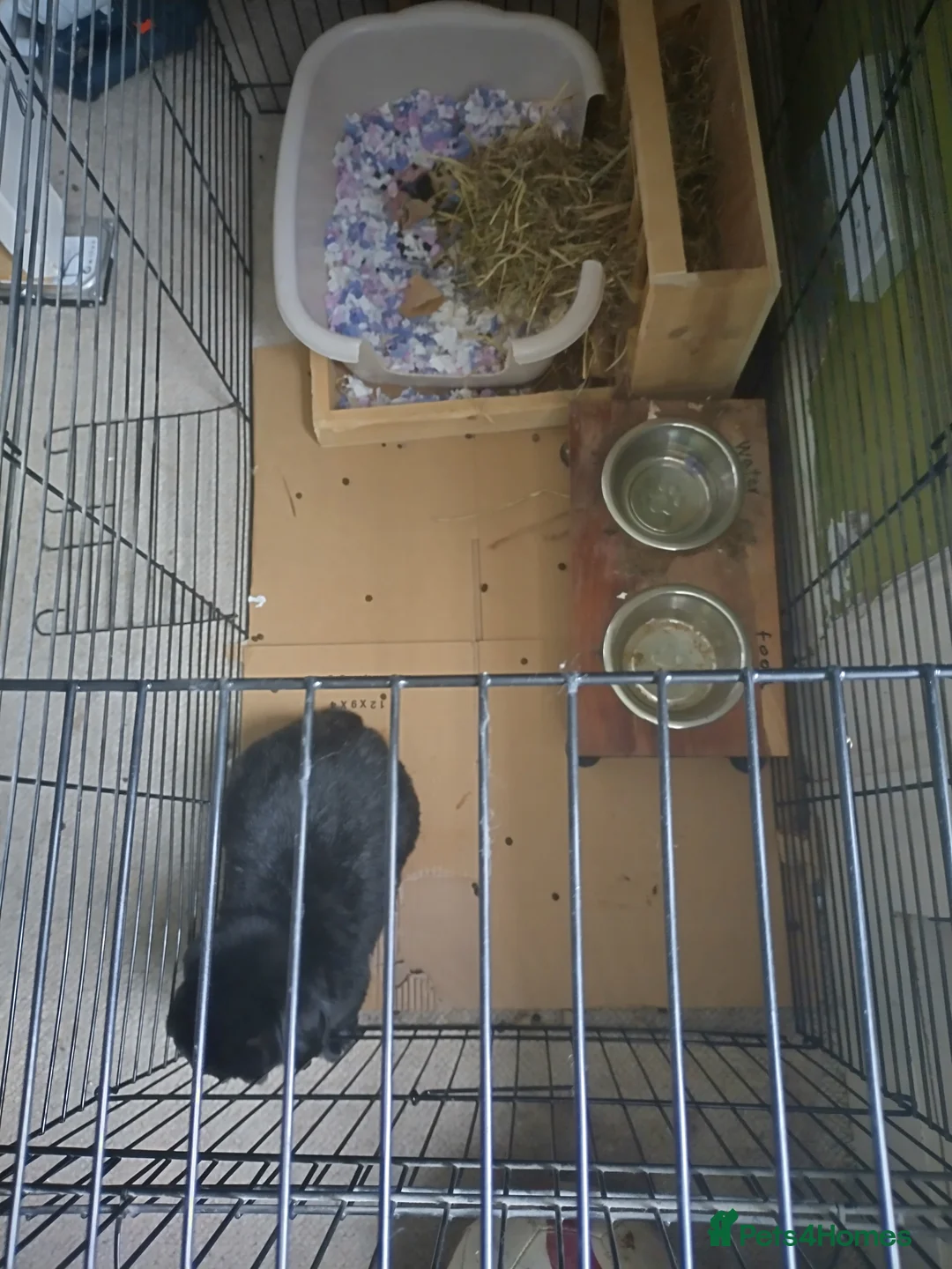 Mini Lop rabbits for sale: Black Mimi lop  in Edinburgh - Advert 1