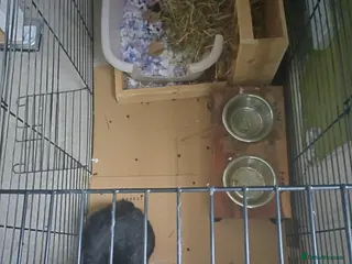 Mini Lop rabbits Black Mimi lop in Edinburgh - Advert 1