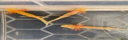 Axolotl reptiles for sale: Baby axolotls  - Advert 5