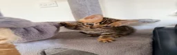 Bengal cats for sale: Stunning Bengal Kittens – Home Raised & Beautiful - Advert 6