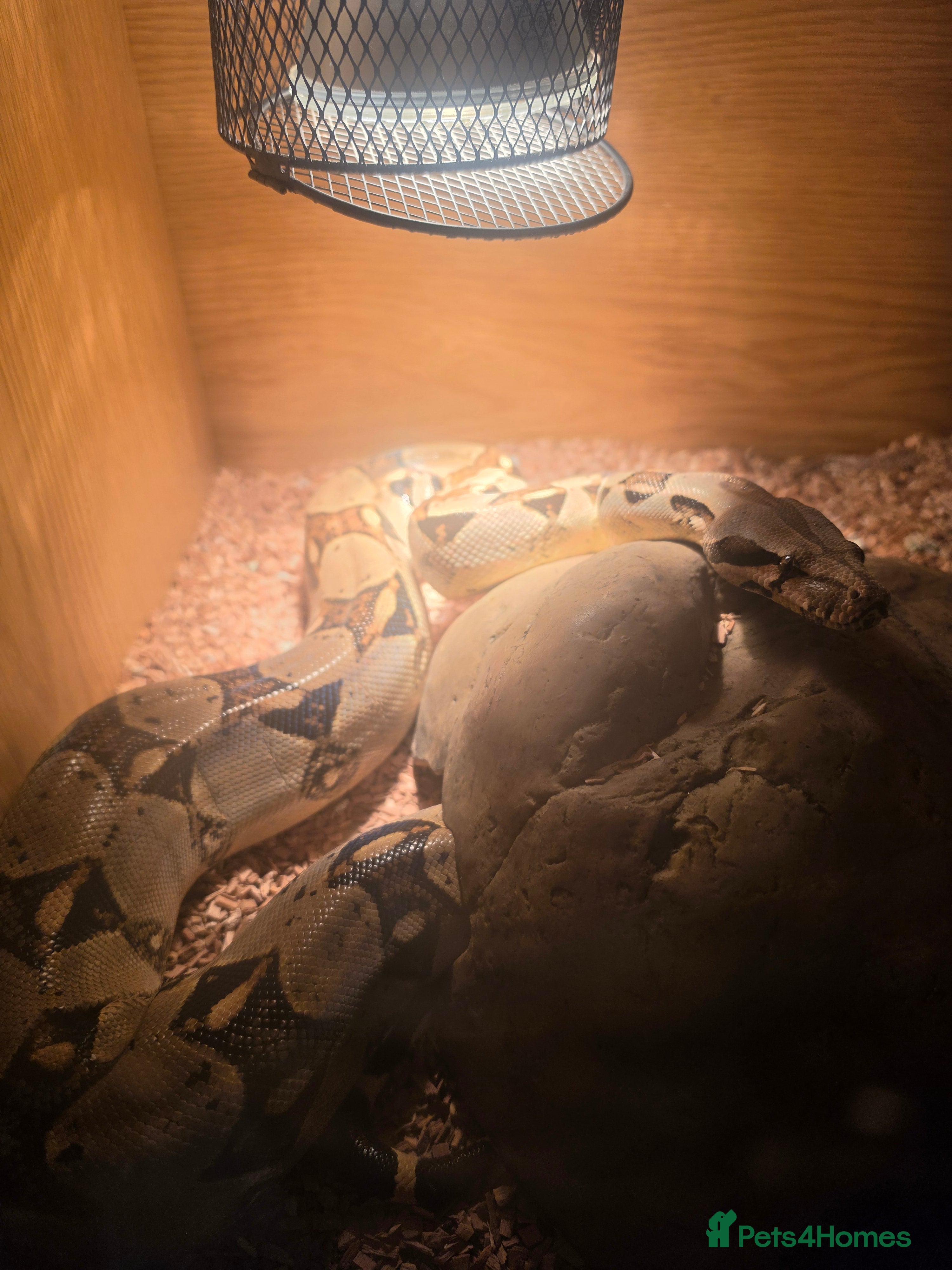 Boa Snake reptiles Red Tail Boa - Advert 2