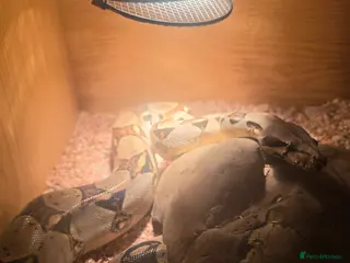 Boa Snake reptiles Red Tail Boa - Advert 12