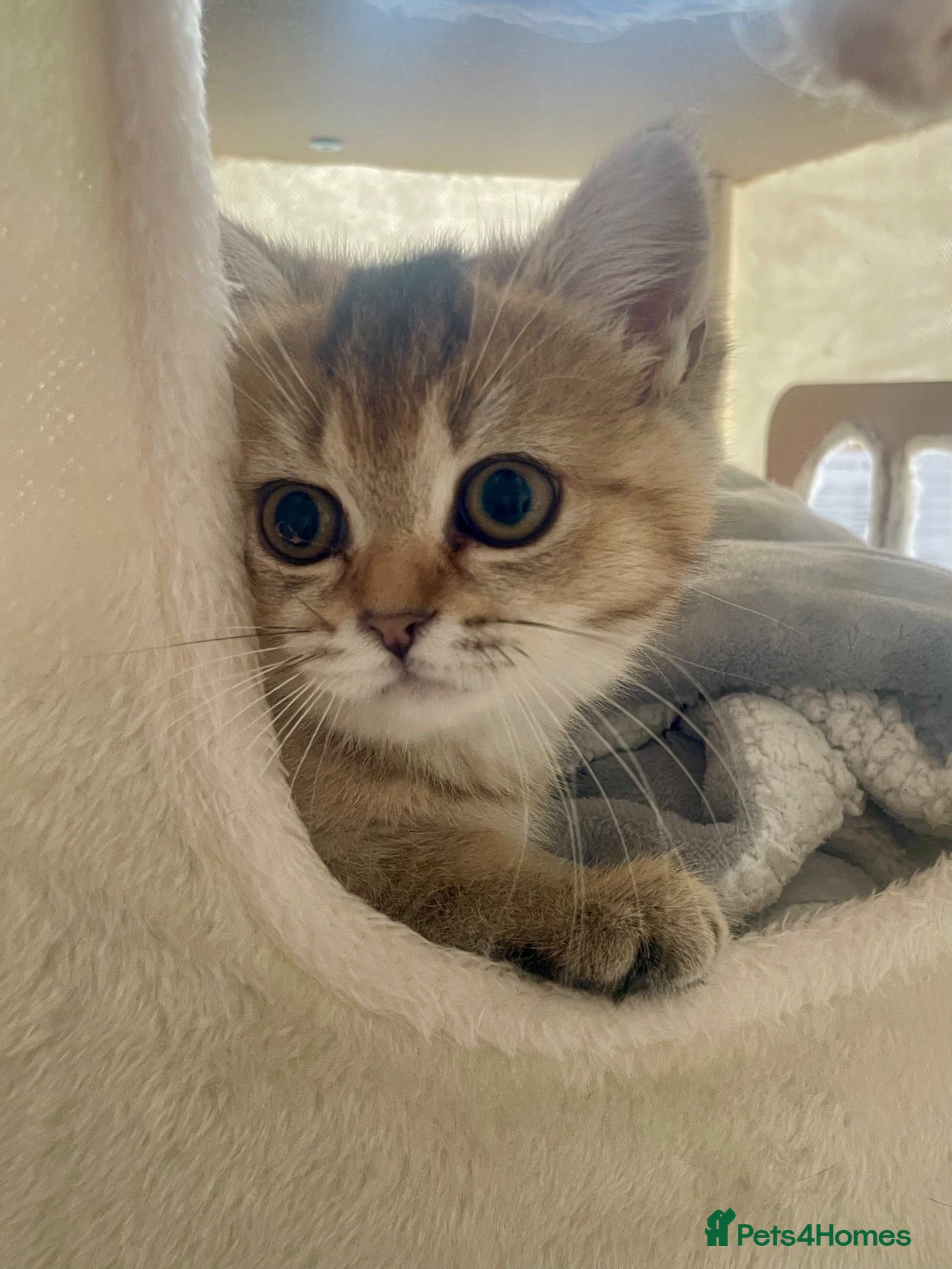 British Shorthair cats 🏆🌺Last Adorable little BSH Ready🏆 - Advert 14