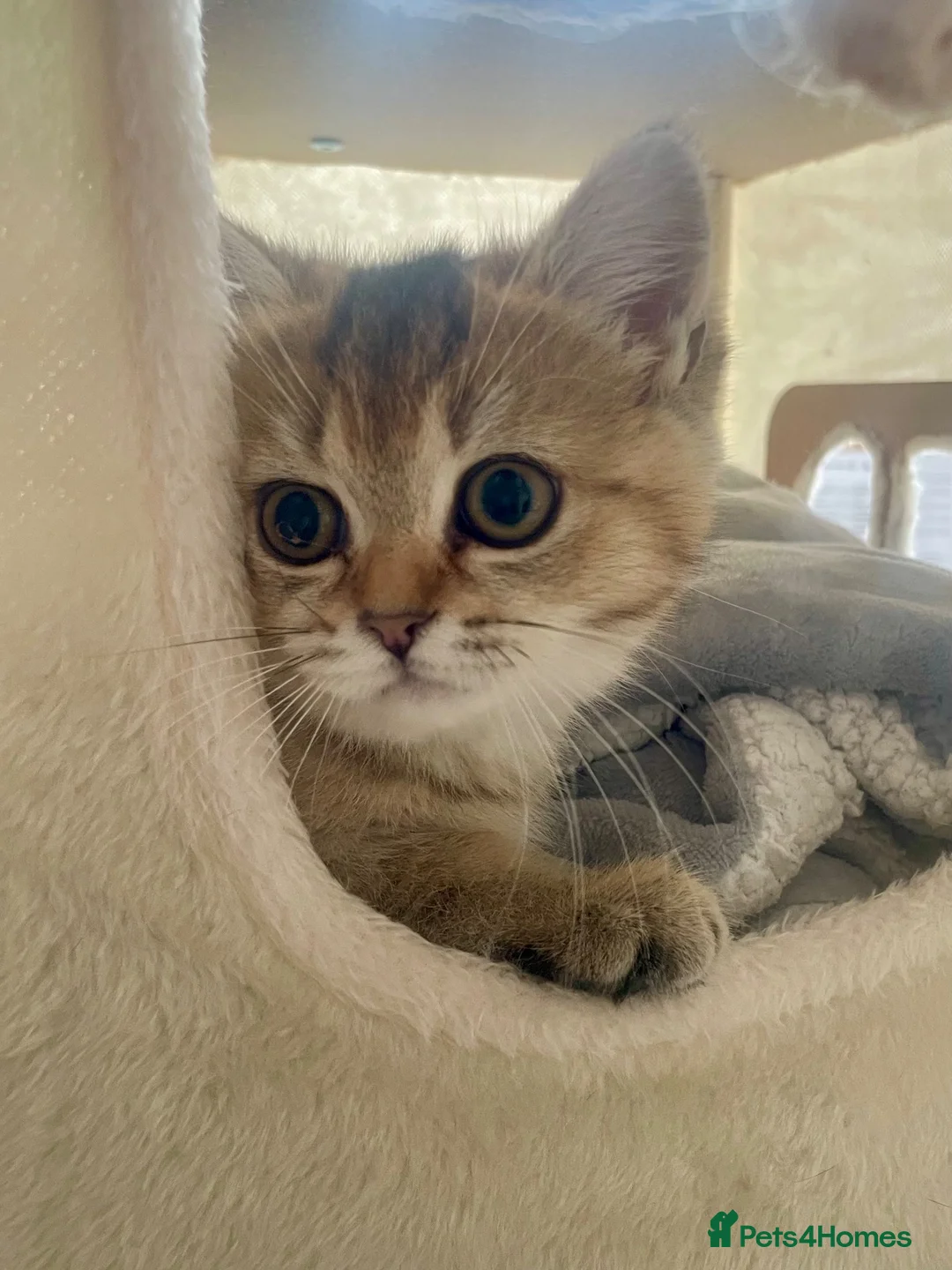 British Shorthair cats for sale: 🏆🌺Last Adorable little BSH Ready🏆 - Advert 1