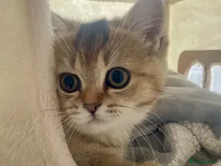 British Shorthair cats 🏆🌺Last Adorable little BSH Ready🏆 - Advert 14