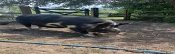 Pig livestock for sale: Kune Kune Gilts for Sale - Advert 2