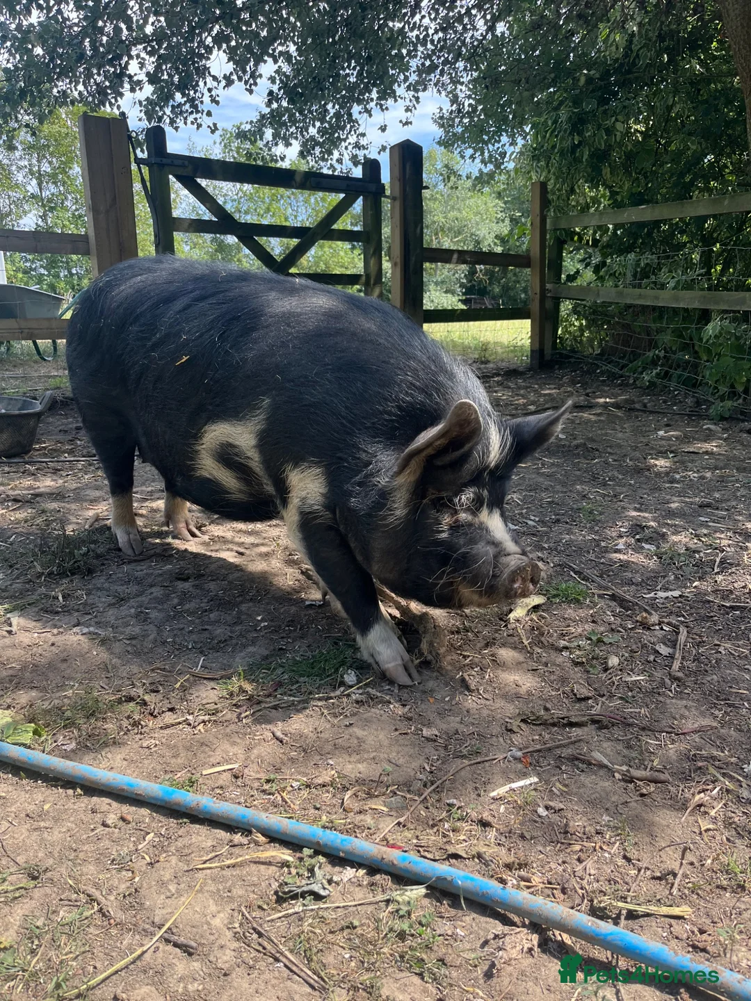 Pig livestock for sale: Kune Kune Gilts for Sale - Advert 2