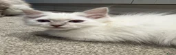 Ragdoll cats for sale:     💙 Stunning Pedigree Ragdoll Kittens GCCF - Advert 9