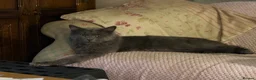 Maine Coon cats for sale: Maine Coon kitten  - Advert 5