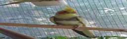 Cockatiels birds for sale: Baby cockatiels for sale, ready now - Advert 5