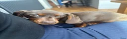 Miniature Dachshund dogs for sale: 9 month old chocolate and tan miniature Dachsund in Southport - Advert 4