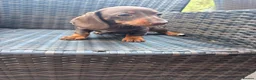 Miniature Dachshund dogs for sale: 3 miniature dachshund puppies - Advert 10