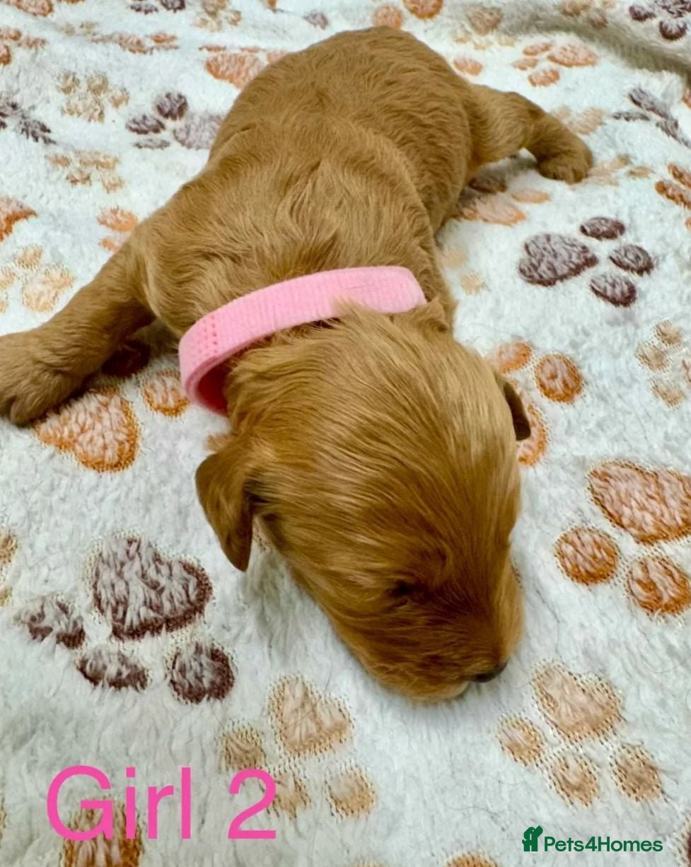 Cockapoo dogs Beautiful Cockapoo Puppies – 2 Boys, 2 Girls. - Advert 1