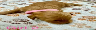 Cockapoo 4